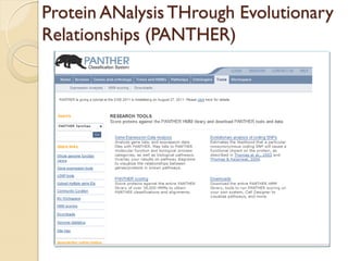 Protein ANalysis THrough Evolutionary
Relationships (PANTHER)
 