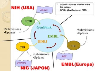 •   Actualizaciones diarias entre
     NIH (USA)             Entrez      •
                                           los paises
                                           DDBJ, GenBank and EMBL.




               NCBI

•Submissions            GenBank
                                                           •Submissions
•Updates                                                   •Updates
                                    EMBL
                         DDBJ
           CIB                                       EBI

                      •Submissions
                      •Updates              SRS


                                            EMBL(Europa)
         getentry

           NIG (JAPON)
 