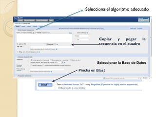 Selecciona el algoritmo adecuado




           Copiar    y   pegar    la
           secuencia en el cuadro



          Seleccionar la Base de Datos

Pincha en Blast
 