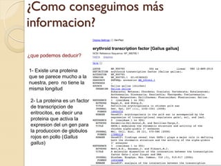 ¿Como conseguimos más
informacion?

¿que podemos deducir?


1- Existe una proteina
que se parece mucho a la
nuestra, pero no tiene la
misma longitud

 2- La proteina es un factor
 de transcripcion de
 eritrocitos, es decir una
 proteina que activa la
 expresion del un gen para
 la produccion de globulos
 rojos en pollo (Gallus
 gallus)
 