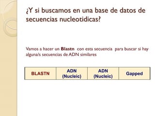 ¿Y si buscamos en una base de datos de
secuencias nucleotidicas?


Vamos a hacer un Blastn con esta secuencia para buscar si hay
alguna/s secuencias de ADN similares


                    ADN            ADN
  BLASTN                                         Gapped
                  (Nucleic)      (Nucleic)
 