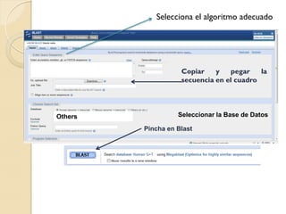 Selecciona el algoritmo adecuado




                    Copiar    y   pegar    la
                    secuencia en el cuadro




Others             Seleccionar la Base de Datos

         Pincha en Blast
 