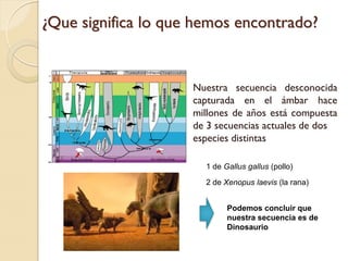 ¿Que significa lo que hemos encontrado?


                     Nuestra secuencia desconocida
                     capturada en el ámbar hace
                     millones de años está compuesta
                     de 3 secuencias actuales de dos
                     especies distintas

                       1 de Gallus gallus (pollo)

                       2 de Xenopus laevis (la rana)


                             Podemos concluir que
                             nuestra secuencia es de
                             Dinosaurio
 