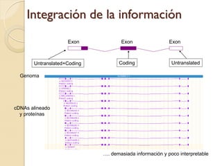 Integración de la información
                    Exon            Exon                 Exon



       Untranslated+Coding         Coding                 Untranslated

  Genoma




cDNAs alineado
  y proteínas




                             …. demasiada información y poco interpretable
 