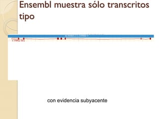 Ensembl muestra sólo transcritos
tipo




      con evidencia subyacente
 