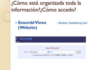 ¿Cómo está organizada toda la
información?¿Cómo accedo?

    Ensembl Views   • BioMart „DataMining tool‟
     (Website)
 