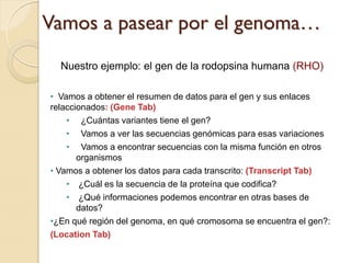 Vamos a pasear por el genoma…
  Nuestro ejemplo: el gen de la rodopsina humana (RHO)

• Vamos a obtener el resumen de datos para el gen y sus enlaces
relaccionados: (Gene Tab)
    • ¿Cuántas variantes tiene el gen?
    • Vamos a ver las secuencias genómicas para esas variaciones
    • Vamos a encontrar secuencias con la misma función en otros
       organismos
• Vamos a obtener los datos para cada transcrito: (Transcript Tab)
    • ¿Cuál es la secuencia de la proteína que codifica?
    • ¿Qué informaciones podemos encontrar en otras bases de
       datos?
•¿En qué región del genoma, en qué cromosoma se encuentra el gen?:
(Location Tab)
 
