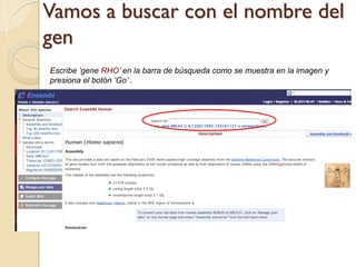 Vamos a buscar con el nombre del
gen
Escribe „gene RHO‟ en la barra de búsqueda como se muestra en la imagen y
presiona el botón „Go‟ .
 