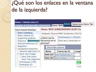 ¿Qué son los enlaces en la ventana
de la izquierda?

                              Selecciona Gene Tab




            ¿Cómo veo la
            secuencia en el
            genoma?
 