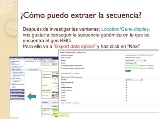 ¿Cómo puedo extraer la secuencia?
Después de investigar las ventanas: Location/Gene display,
nos gustaría conseguir la secuencia genómica en la que se
encuentra el gen RHO.
Para ello ve a “Export data option” y haz click en “Next”
 