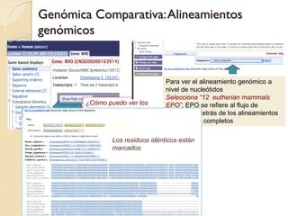 Genómica Comparativa: Alineamientos
genómicos


                                  Para ver el alineamiento genómico a
                                  nivel de nucleótidos
                                  Selecciona “12 eutherian mammals
        ¿Cómo puedo ver los       EPO”. EPO se refiere al flujo de
        alineamientos genómicos   programas detrás de los alineamientos
        que hay de esta region?   de genomas completos

                Los residuos idénticos están
                marcados
 