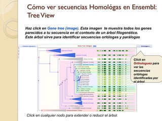 Cómo ver secuencias Homológas en Ensembl:
 Tree View
Haz click en Gene tree (image). Esta imagen te muestra todos los genes
parecidos a tu secuencia en el contexto de un árbol filogenético.
Este árbol sirve para identificar secuencias ortólogas y parálogas




                                                            Click en
                                                            Orthologues para
                                                            ver las
                                                            secuencias
                                                            ortólogas
                                                            identificadas por
                                                            el árbol




Click en cualquier nodo para extender o reducir el árbol.
 