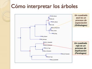 Cómo interpretar los árboles
                          Un cuadrado
                            azul es un
                           proceso de
                           especiación
                          (Orthologos)




                          Un cuadrado
                           rojo es un
                           proceso de
                          duplicación
                          (Paralogos)
 