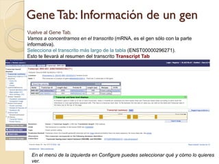 Gene Tab: Información de un gen
Vuelve al Gene Tab.
Vamos a concentrarnos en el transcrito (mRNA, es el gen sólo con la parte
informativa).
Selecciona el transcrito más largo de la tabla (ENST00000296271).
Esto te llevará al resumen del transcrito Transcript Tab




 En el menú de la izquierda en Configure puedes seleccionar qué y cómo lo quieres
 ver.
 