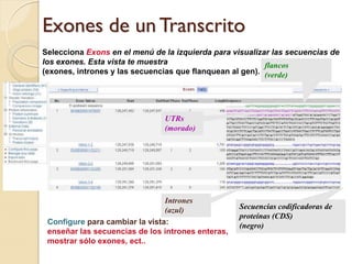 Exones de un Transcrito
Selecciona Exons en el menú de la izquierda para visualizar las secuencias de
los exones. Esta vista te muestra                         flancos
(exones, intrones y las secuencias que flanquean al gen). (verde)




                               UTRs
                               (morado)




                                Intrones
                                (azul)             Secuencias codificadoras de
                                                   proteínas (CDS)
 Configure para cambiar la vista:                  (negro)
 enseñar las secuencias de los intrones enteras,
 mostrar sólo exones, ect..
 