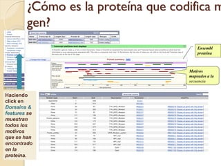 ¿Cómo es la proteína que codifica m
        gen?
                                        Ensembl
                                        proteína



                                    Motivos
                                    mapeados a la
                                    secuencia


Haciendo
click en
Domains &
features se
muestran
todos los
motivos
que se han
encontrado
en la
proteína.
 