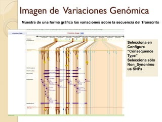 Imagen de Variaciones Genómica
Muestra de una forma gráfica las variaciones sobre la secuencia del Transcrito




                                                           Selecciona en
                                                           Configure
                                                           “Consequence
                                                           Type”
                                                           Selecciona sólo
                                                           Non_Synonimo
                                                           us SNPs
 