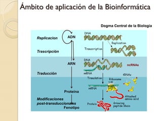 Ámbito de aplicación de la Bioinformática

                               Dogma Central de la Biología


     Replicacion     ADN


     Trascripción


                     ARN                     ncRNAs

     Traducción



                    Proteína

     Modificaciones
     post-transduccionales
                    Fenotipo
 