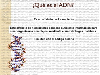GCCACATGTAGATAATTGAAACTGGATCCTCATCCCTCGCCTTGTACAAAAATCAACTCCAGATGGATCTAA

                      ¿Qué es el ADN?
GATTTAAATCTAACACCTGAAACCATAAAAATTCTAGGAGATAACACTGGCAAAGCTATTCTAGACATTGGC
TTAGGCAAAGAGTTCGTGACCAAGAACCCAAAAGCAAATGCAACAAAAACAAAAATAAATAGGTGGGACCTG
ATTAAACTGAAAAGCCTCTGCACAGCAAAAGAAATAATCAGCAGAGTAAACAGACAACCCACAGAATGAGAG
AAAATATTTGCAAACCATGCATCTGATGACAAAGGACTAATATCCAGAATCTACAAGGAACTCAAACAAATC
AGCAAGAAAAAAATAACCCCATCAAAAAGTGGGCAAAGGAATGAATAGACAATTCTCAAAATATACAAATGG
CCAATAAACATACGAAAAACTGTTCAACATCACTAATTATCAGGGAAATGCAAATTAAAACCACAATGAGAT
                         Es un alfabeto de 4 caracteres
GCCACCTTACTCCTGCAAGAATGGCCATAATAAAAAAAAATCAAAAAAGAATAAATGTTGGTGTGAATGTGG
TGAAAAGAGAACACTTTGACACTGCTGGTGGGAATGGAAACTAGTACAACCACTGTGGAAAACAGTACCGAG
ATTTCTTAAAGAACTACAAGTAGAACTACCATTTGATCCAGCAATCCCACTACTGGGTATCTACCCAGAGGA
      Este alfabeto de 4 caracteres contiene suficiente información para
AAAGAAGTCATTATTTGAAAAAGACACTTGTACATACATGTTTATAGCAGCACAATTTGCAATTGCAAAGAT
ATGGAACCAGTCTAAATGCCCATCAACCAACAAATGGATAAAGAAAATATGGTATATATACACCATGGAACA
      crear organismos complejos, mediante el uso de largas palabras
CTACTCAGCCATAAAAAGGAACAAAATAATGGCAACTCACAGATGGAGTTGGAGACCACTATTCTAAGTGAA
ATAACTCAGGAATGGAAAACCAAATATTGTATGTTCTCACTTATAAGTGGGAGCTAAGCTATGAGGACAAAA
GGCATAAGAATTATACTATGGACTTTGGGGACTCGGGGGAAAGGGTGGGAGGGGGATGAGGGACAAAAGACT
                        Similitud con el código binario
ACACATTGGGTGCAGTGTACACTGCTGAGGTGATGGGTGCACCAAAATCTCAGAAATTACCACTAAAGAACT
TATCCATGTAACTAAAAACCACCTCTACCCAAATAATTTTGAAATAAAAAATAAAAATATTTTAAAAAGAAC
TCTTTAAAATAAATAATGAAAAGCACCAACAGACTTATGAACAGGCAATAGAAAAAATGAGAAATAGAAAGG
AATACAAATAAAAGTACAGAAAAAAAATATGGCAAGTTATTCAACCAAACTGGTAATTTGAAATCCAGATTG
AAATAATGCAAAAAAAAGGCAATTTCTGGCACCATGGCAGACCAGGTACCTGGATGATCTGTTGCTGAAAAC
AACTGAAAATGCTGGTTAAAATATATTAACACATTCTTGAATACAGTCATGGCCAAAGGAAGTCACATGACT
AAGCCCACAGTCAAGGAGTGAGAAAGTATTCTCTACCTACCATGAGGCCAGGGCAAGGGTGTGCACTTTTTT
TTTTCTTCTGTTCATTGAATACAGTCACTGTGTATTTTACATACTTTCATTTAGTCTTATGACAATCCTATG
AAACAAGTACTTTTAAAAAAATTGAGATAACAGTTGCATACCGTGAAATTCATCCATTTAAAGTGAGCAATT
CACAGGTGCAGCTAGCTCAGTCAGCAGAGCATAAGACTCTTAAAGTGAACAATTCAGTGCTTTTTAGTATAT
TCACAGAGTTGTGCAACCATCACCACTATCTAATTGGTCTTAGTCTGTTTGGGCTGCCATAACAAAATACCA
CAAACTGGATAGCTCATAAACAACAGGCATTTATTGCTCACAGTTCTAGAGGCTGGAAGTGCAAGATTAAGA
 