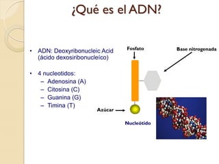 ¿Qué es el ADN?

                                 Fosfato      Base nitrogenada
•   ADN: Deoxyribonucleic Acid
    (ácido dexosiribonucleíco)

•   4 nucleotidos:
     – Adenosina (A)
     – Citosina (C)
     – Guanina (G)
     – Timina (T)
                        Azúcar

                                 Nucleótido
 