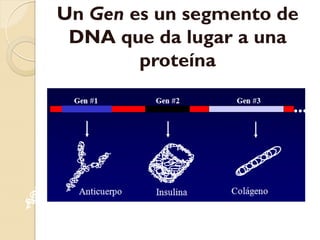 Un Gen es un segmento de
 DNA que da lugar a una
        proteína
 