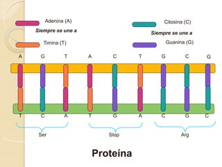 Adenina (A)                           Citosina (C)
    Siempre se une a                       Siempre se une a
       Timina (T)                                  Guanina (G)

A     G          T      A       C      T       G          C      G




T     C          A      T       G      A       C          G      C


     Ser                       Stop                      Arg



                            Proteína
 