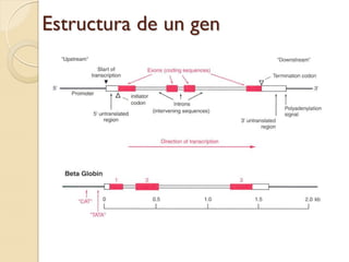 Estructura de un gen
 