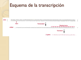 Esquema de la transcripción
 