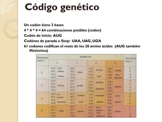 Código genético
Un codón tiene 3 bases
    Adenina           Timina            Guanina        Citosina
4 * 4 * 4 = 64 combinaciones posibles (codon)
Codón de inicio: AUG
Codónes de parada o Stop: UAA, UAG, UGA
61 codones codifican el resto de los 20 amino ácidos (AUG también
                          20 aminoácidos
    Metionina)
 