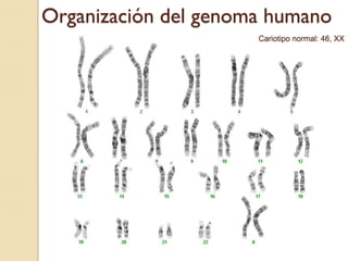 Organización del genoma humano
                      Cariotipo normal: 46, XX
 