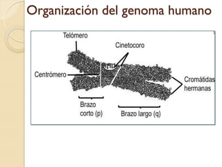 Organización del genoma humano
 