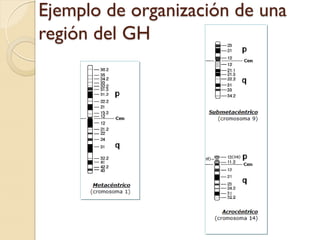 Ejemplo de organización de una
región del GH
 