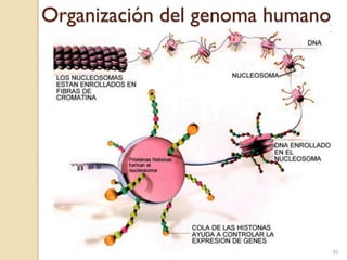 Organización del genoma humano
                        Introducción




                                       93
 