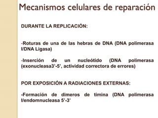 Mecanismos celulares de reparación
DURANTE LA REPLICACIÓN:


-Roturas de una de las hebras de DNA (DNA polimerasa
I/DNA Ligasa)

-Inserción  de     un     nucleótido   (DNA     polimerasa
(exonucleasa3’-5’, actividad correctora de errores)


POR EXPOSICIÓN A RADIACIONES EXTERNAS:

-Formación de dimeros de timina (DNA polimerasa
I/endomnucleasa 5’-3’
 