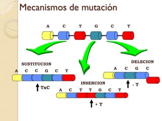 Mecanismos de mutación
              A            C       T       G       C           T




                                                                   DELECION
    SUSTITUCION
                                                       A       C    G   C
A    C   C    G    C       T
                                                                              T

                                   INSERCION                       -T
             TxC       A       C   T   T       G   C       T


                                           +T
 