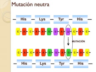 Mutación neutra

      His           Lys           Tyr            His


  C    A    C   A    A    G   U    A    U   C     A    C



                                            MUTACIÓN



  C    A    C   A    A    G   U    A    G    C    A    C



      His           Lys           Tyr            His
 