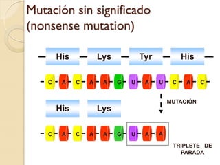 Mutación sin significado
(nonsense mutation)

        His           Lys           Tyr            His

    C    A    C   A    A    G   U    A    U    C    A    C


                                              MUTACIÓN
        His           Lys

    C    A    C   A    A    G   U    A    A

                                               TRIPLETE DE
                                                 PARADA
 