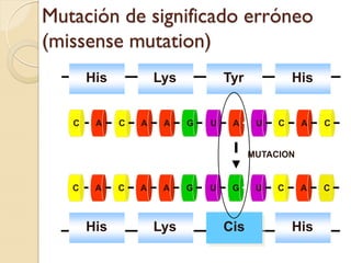 Mutación de significado erróneo
(missense mutation)
       His           Lys           Tyr            His


   C    A    C   A    A    G   U    A     U   C     A   C


                                         MUTACION


   C    A    C   A    A    G   U    G     U   C     A   C



       His           Lys           Cis            His
 