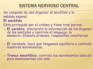 SISTEMA NERVIOSO CENTRALSe compone de dos órganos: el encéfalo y lamédula espinal.El encéfaloEsta protegido por el cráneo y tiene tres partes:El cerebro, interpreta la información de los órganos de los sentidos y controla el lenguaje, la memoria…Elabora órdenes, respuestas voluntarias.El cerebelo, hace que tengamos equilibrio y controla nuestros movimientos.Tronco encefálico, controla los movimientos básicos para mantenernos con vida.