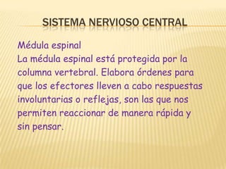 Sistema nervioso centralMédula espinalLa médula espinal está protegida por lacolumna vertebral. Elabora órdenes paraque los efectores lleven a cabo respuestasinvoluntarias o reflejas, son las que nospermiten reaccionar de manera rápida ysin pensar.