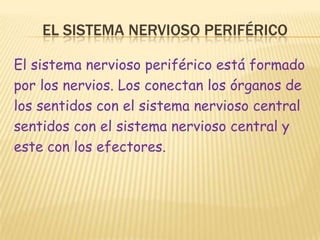 El sistema nervioso periféricoEl sistema nervioso periférico está formadopor los nervios. Los conectan los órganos delos sentidos con el sistema nervioso central sentidos con el sistema nervioso central yeste con los efectores.