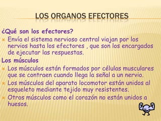 LOS ORGANOS EFECTORES¿Qué son los efectores?Envía el sistema nervioso central viajan por los nervios hasta los efectores , que son los encargados de ejecutar las respuestas.Los músculosLos músculos están formados por células musculares que se contraen cuando llega la señal a un nervio.Los músculos del aparato locomotor están unidos al esqueleto mediante tejido muy resistentes.Otros músculos como el corazón no están unidos a huesos.