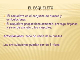 EL ESQUELETO El esqueleto es el conjunto de huesos y articulaciones .El esqueleto proporciona armazón, protege órganos y sirve de anclaje a los músculos.Articulaciones  zona de unión de lo huesos.Las articulaciones pueden ser de 3 tipos: