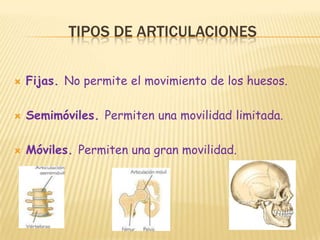 Tipos de articulacionesFijas. No permite el movimiento de los huesos.Semimóviles. Permiten una movilidad limitada.Móviles. Permiten una gran movilidad.                                         