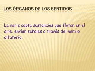 Los órganos de los sentidosLa nariz capta sustancias que flotan en elaire, envían señales a través del nervioolfatorio.