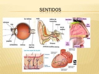 Sentidos