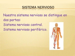 SISTEMA NERVIOSONuestra sistema nervioso se distingue endos partes:Sistema nervioso central.Sistema nervioso periférico.