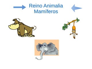 Reino Animalia
Mamíferos
 