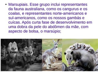 ● Marsupiais. Esse grupo inclui representantes
da fauna australiana, como os cangurus e os
coalas, e representantes norte-americanos e
sul-americanos, como os nossos gambás e
cuícas. Após curta fase de desenvolvimento em
uma dobra da pele do abdômen da mãe, com
aspecto de bolsa, o marsúpio;
 