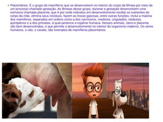 ● Placentários. É o grupo de mamíferos que se desenvolvem no interior do corpo da fêmea por meio de
um processo chamado gestação. As fêmeas desse grupo, durante a gestação desenvolvem uma
estrutura chamada placenta, que é por onde individuo em desenvolvimento recebe os nutrientes do
corpo da mãe, elimina seus resíduos, fazem as trocas gasosas, entre outras funções. Inclui a maioria
dos mamíferos, separados em ordens como a dos carnívoros, roedores, ungulados, cetáceos,
quirópteros e a dos primatas, à qual pertence a espécie humana. Nesses animais, útero e placenta
são bem desenvolvidos, o que permite o desenvolvimento no interior do organismo materno. Os seres
humanos, o cão, o cavalo, são exemplos de mamíferos placentários.
 